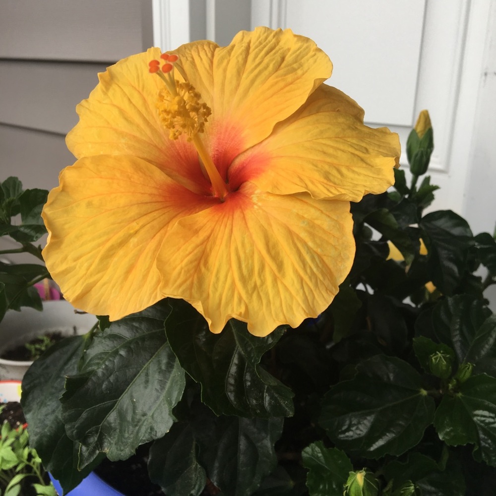 Meet your Posher, Michaela